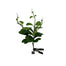 17 in Hoya Karrii Bush - Green