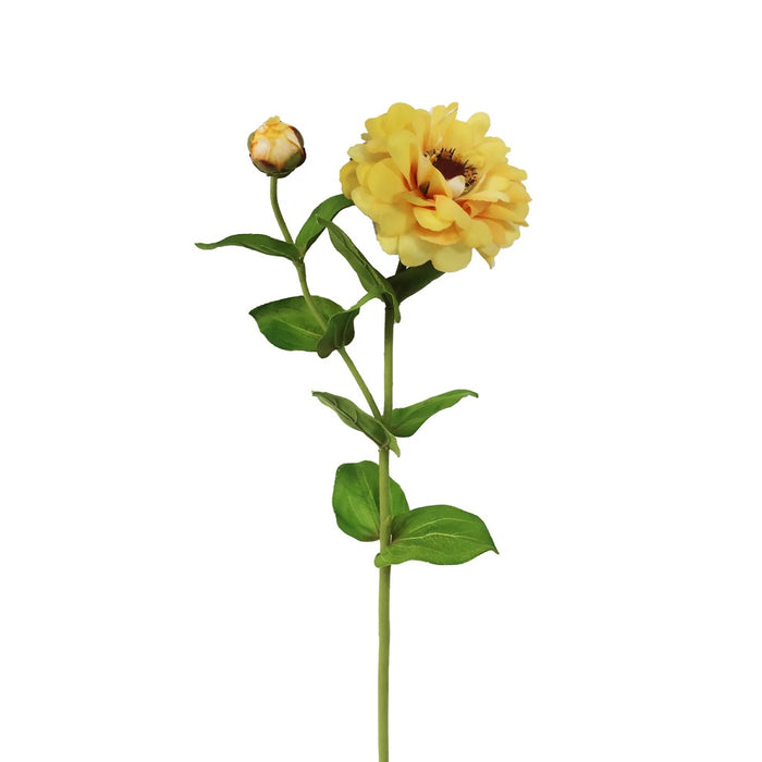 23.5 in Zinnia