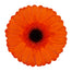 Gerbera Orange Prestige
