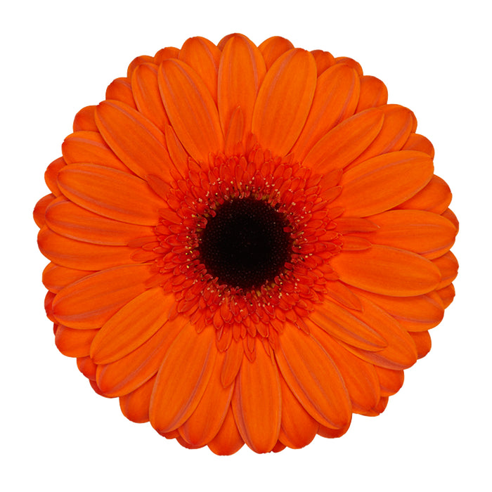 Gerbera Orange Prestige