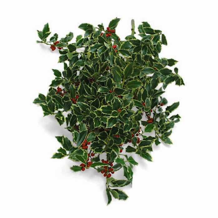 10lb Variegated Holly