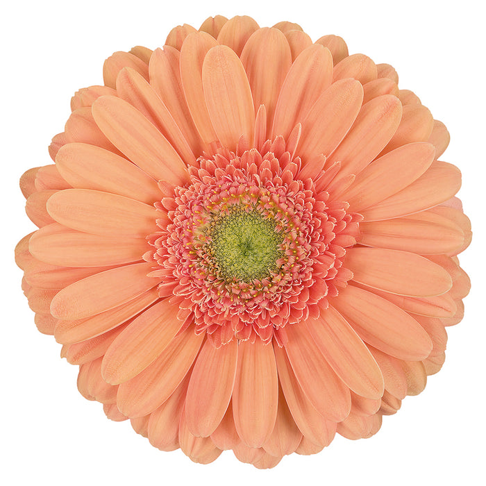 Gerbera Peach Avignon