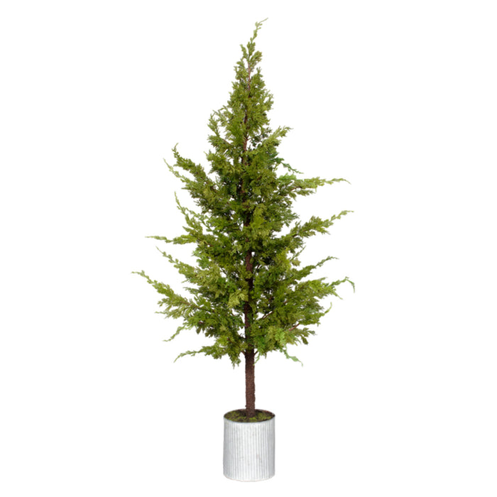 52" Pine Tree in a Tin Pot