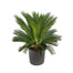 Sago Palm Plant
