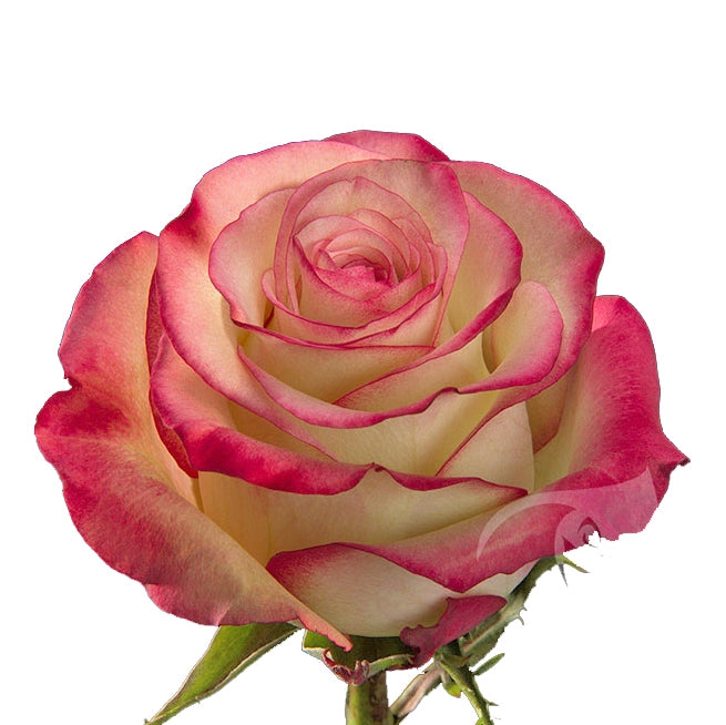 Pink Roses