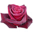 Black Roses
