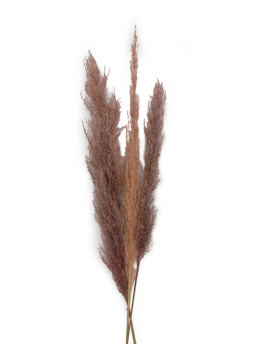 48" Feather Grass - Dusty Pink