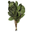 16-22 in Premium Basil Salal Foliage (6 oz)