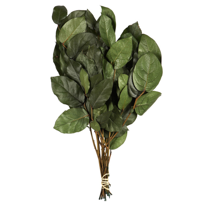 16-22 in Premium Basil Salal Foliage (6 oz)