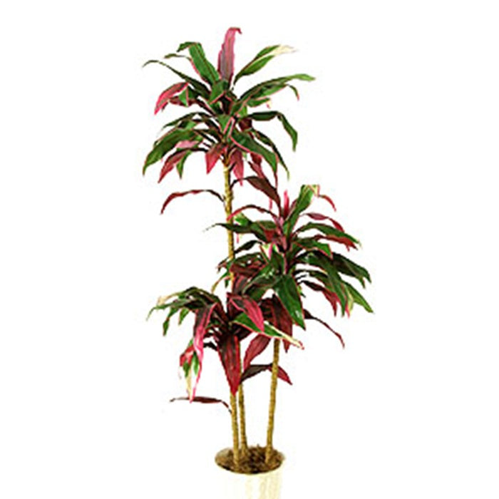 54 in Cordyline - Red/Green