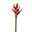36" Torch Heliconia - Orange/Red