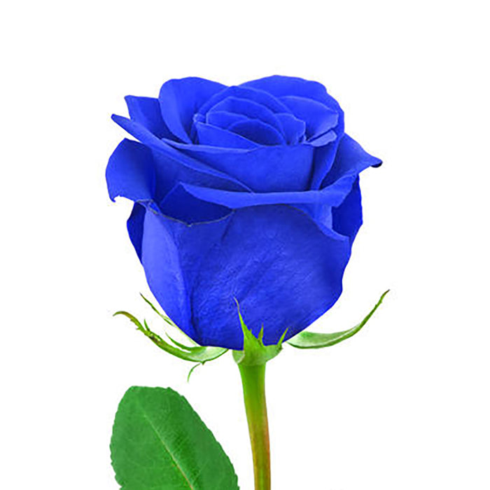 Rose 40cm Tinted Blue