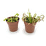 Carnivorous Plant