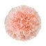 Carnation