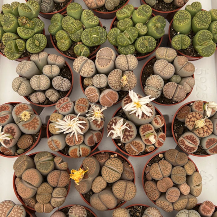 3 in Lithops