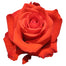 Orange Roses