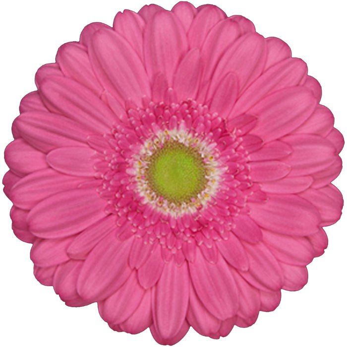 Gerbera Hot Pink Samara