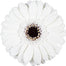 Germini White Whity