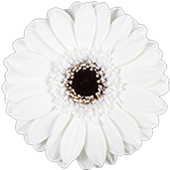 Germini White Whity