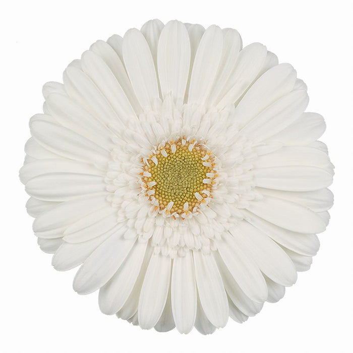 Germini White White Star