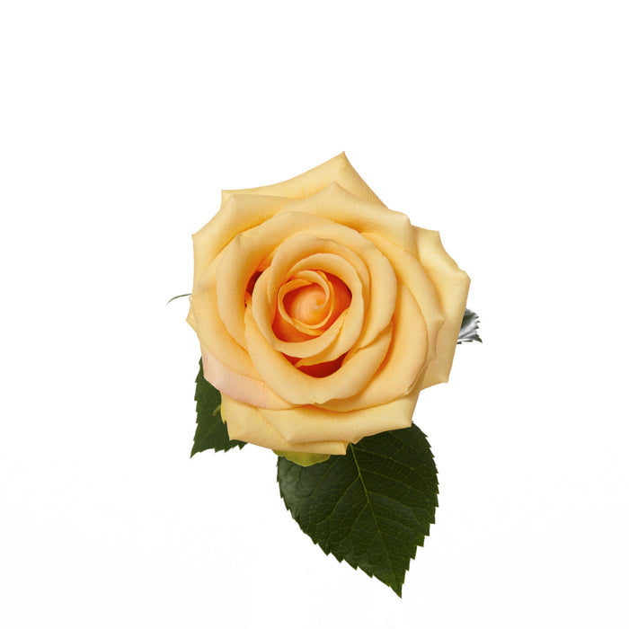 Peach Roses