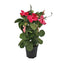 Mandevilla Trellis