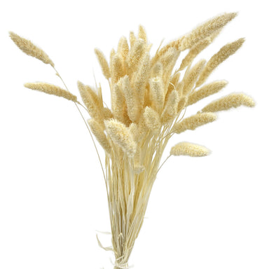 Setaria bleached