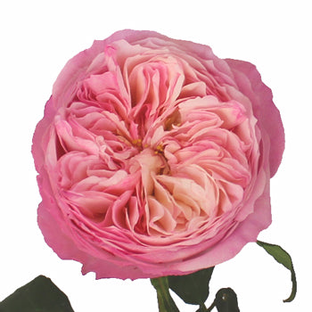 David Austin Garden Rose Constance