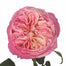 David Austin Garden Rose Constance