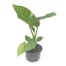 8" Alocasia