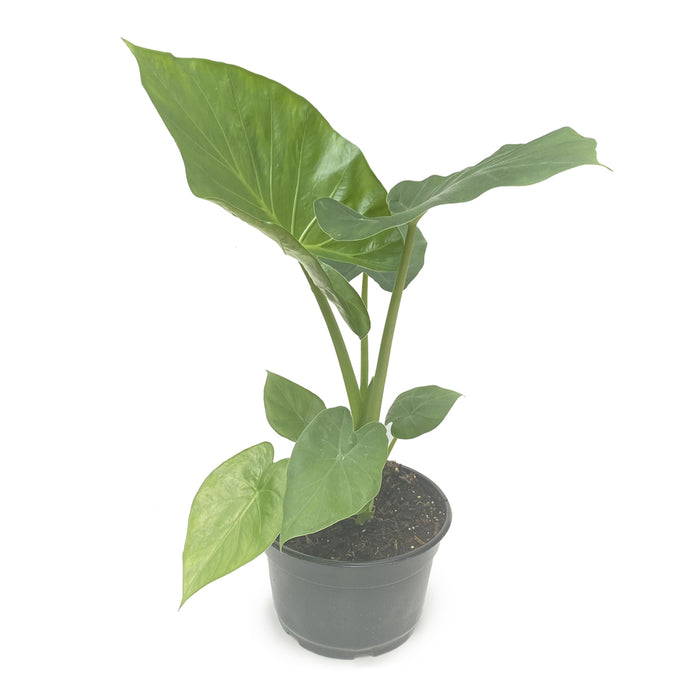 8" Alocasia
