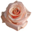 Pink Roses