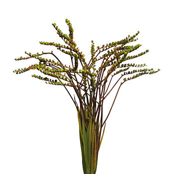 Crocosmia Pods
