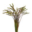 Crocosmia Pods