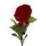 Cockscomb Stem 26.5 In Red