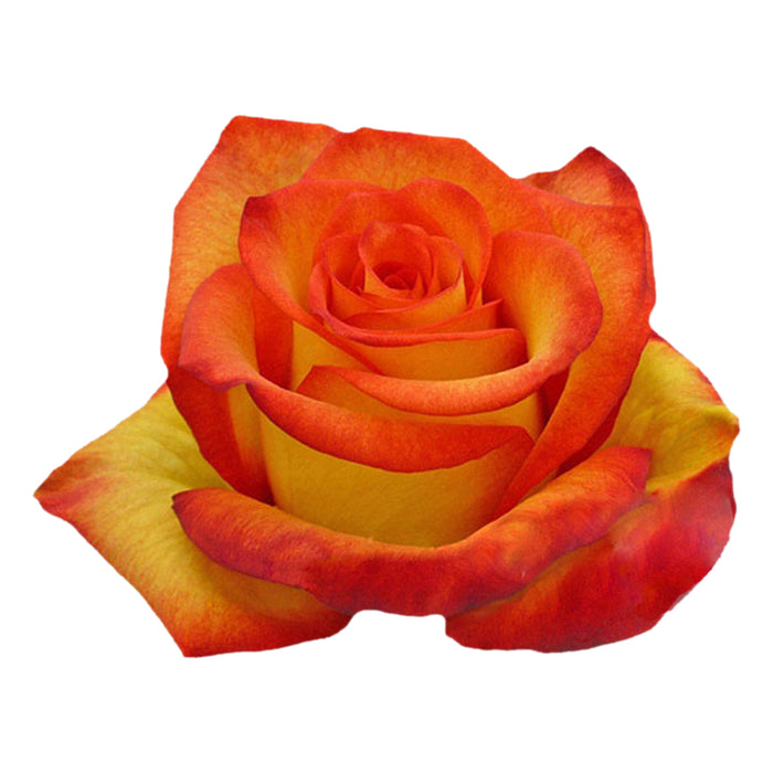 Rose Novelty High and Orange Magic 40cm