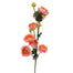 32'' Ranunculus Stem - Pink