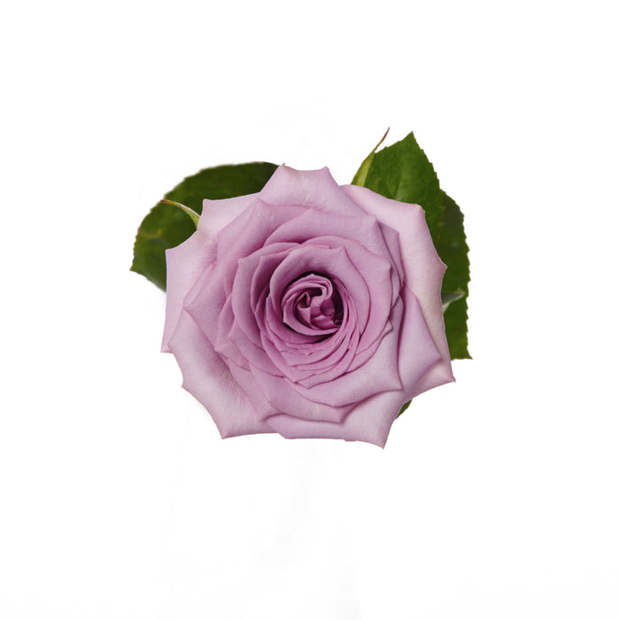 Lavender Roses
