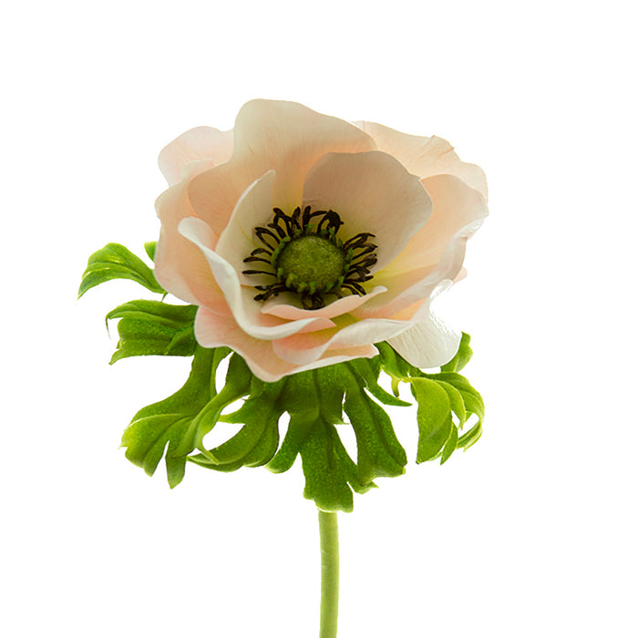22 in Poppy Anemone Stem