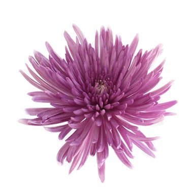 Spider Mums