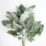 Snow Grey Dusty Miller Stem