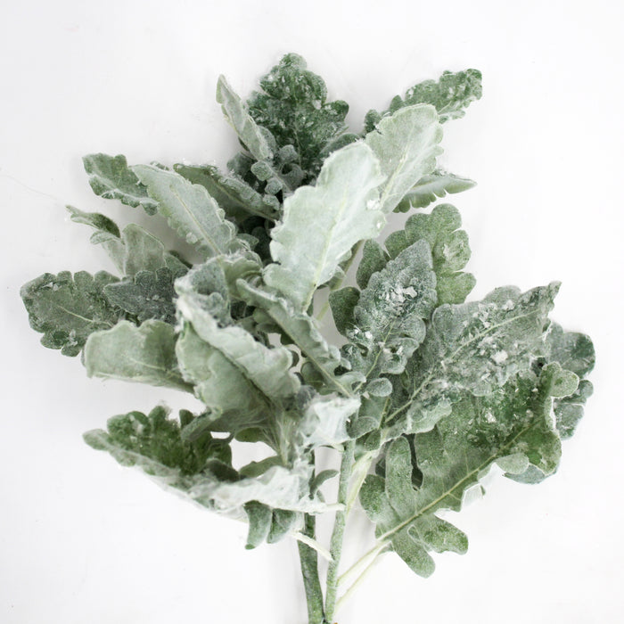 Snow Grey Dusty Miller Stem