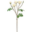 19" Rose Floribunda - Champagne