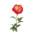 Peony Spray