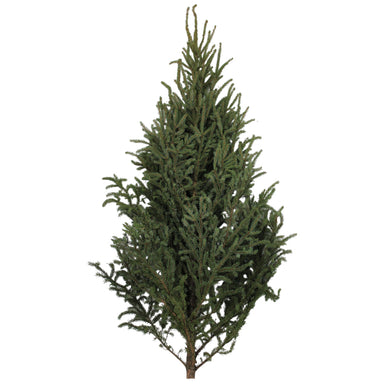 3-4ft Spruce Tops