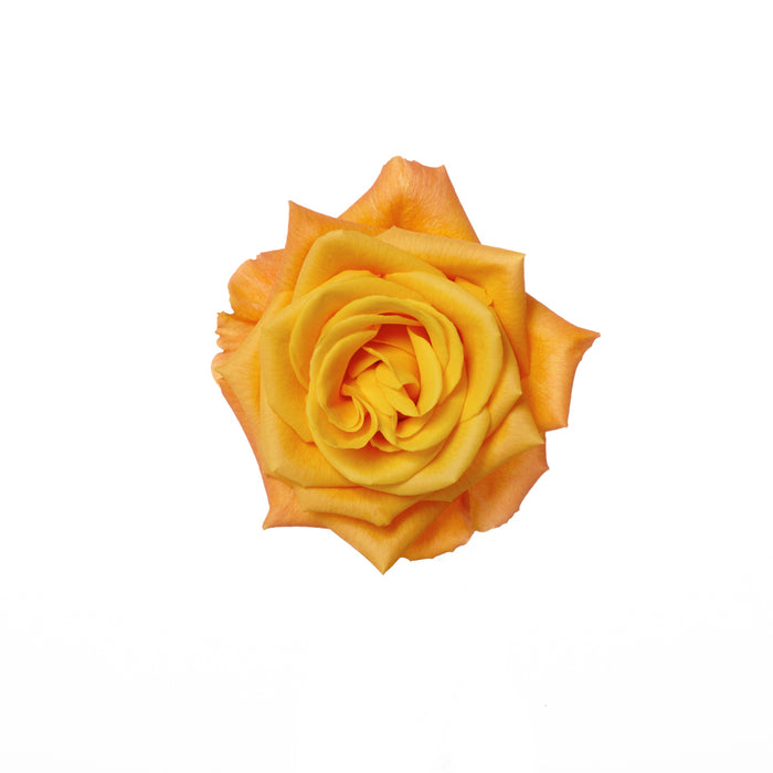 Rose 60cm Confidential