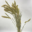 Setaria natural