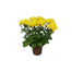 Pot Mum