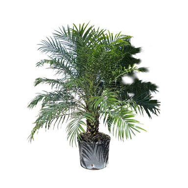 14" Phoenix Roebellini