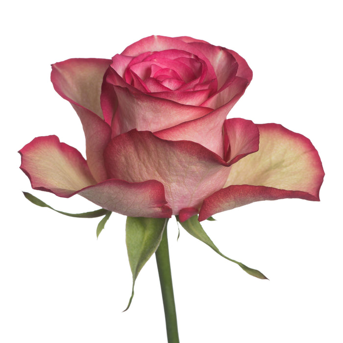 Novelty Roses